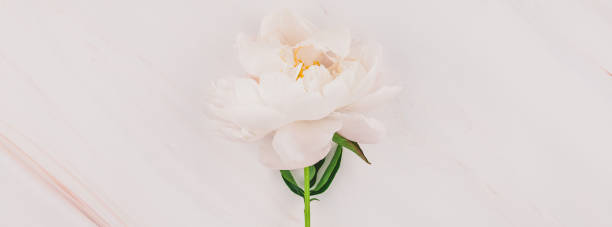 istock White peony flowers on marble background 1035147104