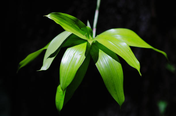 istock Tropical Plant Hanging in Shadow 1035153220
