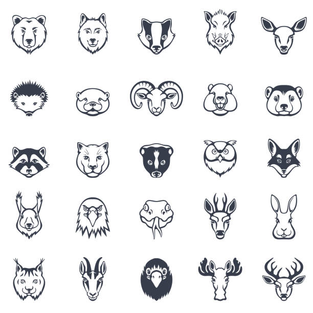 ilustraciones, imágenes clip art, dibujos animados e iconos de stock de conjunto de iconos de caras de animales salvajes - moose head