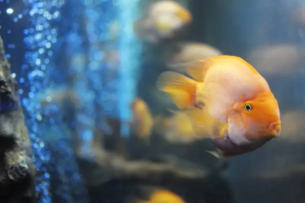 fish, orange, exotic, tropical, bubbles, cichlids, close, mid-view;