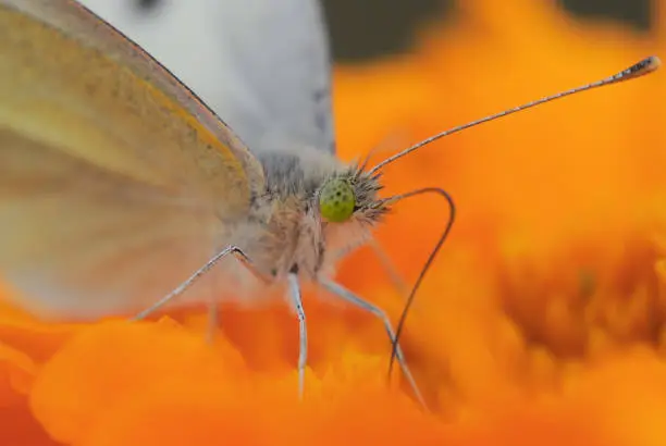 butterfly, small white, Pieris rapae, head, eye, close-up, insect, on flower, bokeh, macro, depth of field;