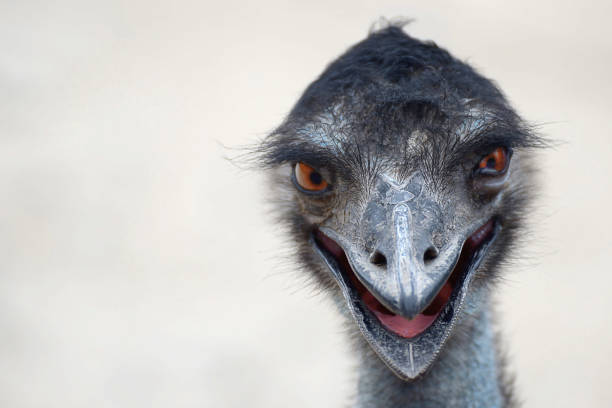 istock funny ostrich smiling on a light gray background 1035154074