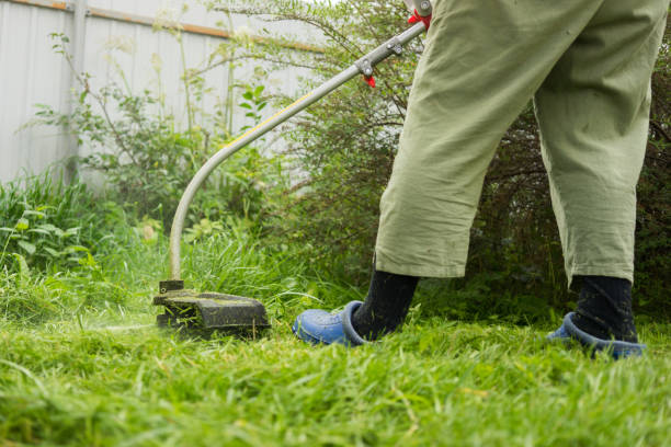 istock Woman mowing the grass, the mower close up 1035154236
