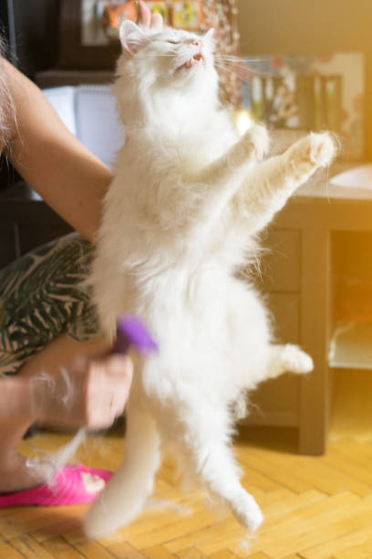 istock Woman using a comb brush the Albino cat. Cat chewing a brush 1035154420