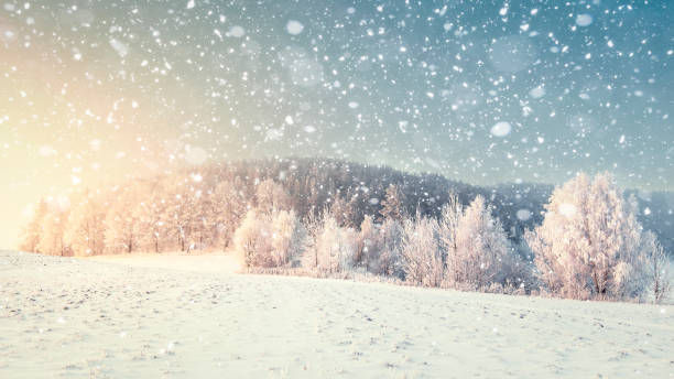 Idyllic winter landscape in snowfall. Christmas and New Year time. Snowflakes fall on snowy meadow with frosty trees. Perfect winter scenery. Xmas nature background with sunlight. stock photo