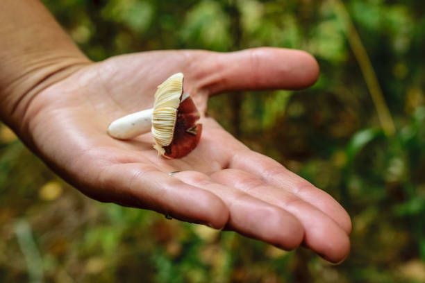 istock Russule mushroom in a woman hand 1035162146