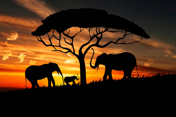 istock Beautiful Sunset | Elephants Picture 1035162286
