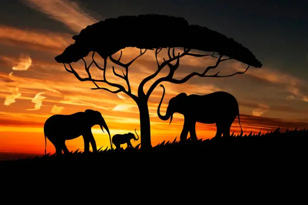 Beautiful Sunset | Elephants Picture