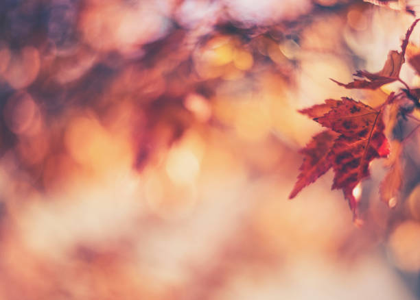 sfondo autunnale con foglie che cambiano e bokeh - branch dry defocused close up foto e immagini stock