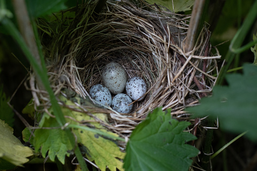 Empty bird nest on a tree branch