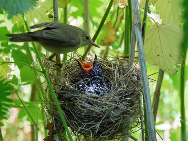 オオヨシキリの製品。自然の沼のウグイスの巣。カッコウ - birdhouse bird animal nest birds nest ストックフォトと画像