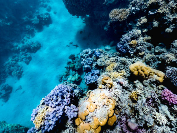 istock Red Sea Colorful Coral Reef 1035175354