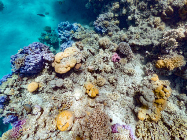 istock Red Sea Colorful Coral Reef 1035175364
