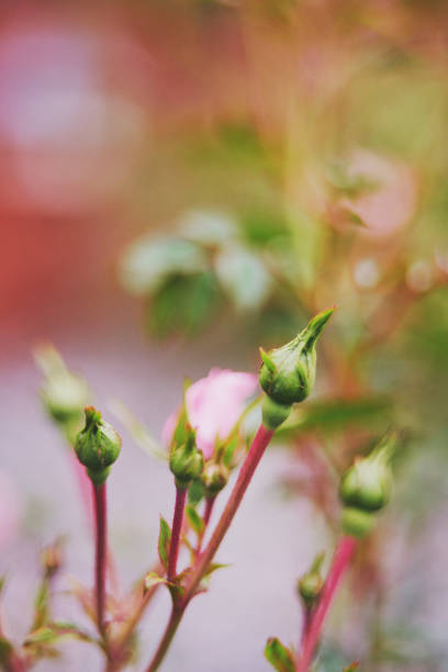 Pink rosebuds ready to bloom