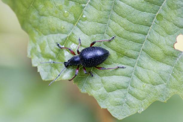istock The snout beetle Otiorhynchus coecus 1035175910