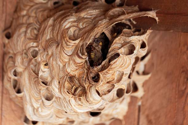 istock European hornet (Vespa crabro) nest. 1035176170