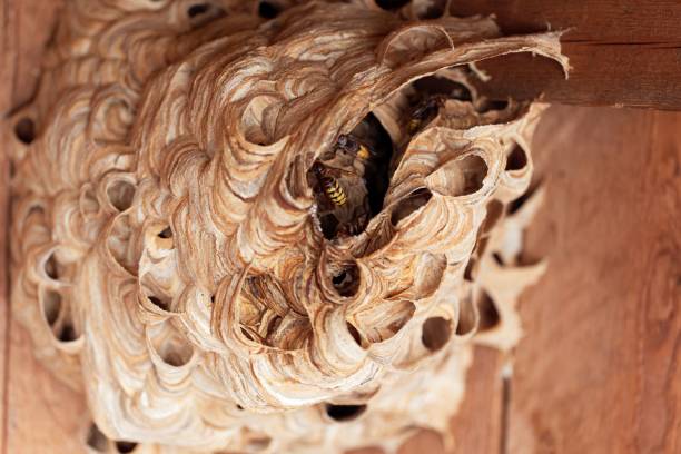 istock European hornet (Vespa crabro) nest. 1035176232