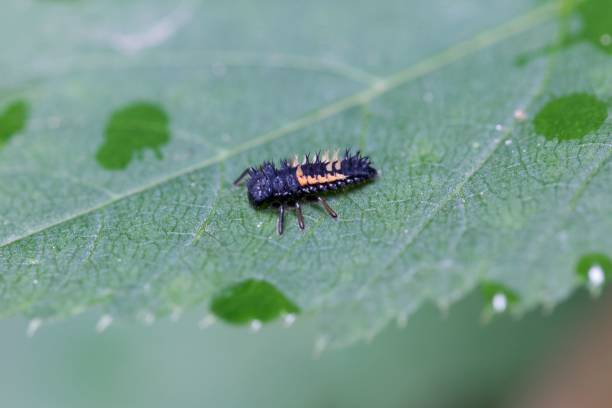 istock Larva of an Asian ladybeetle (Harmonia axyridis) 1035176466