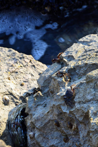 istock Shore crabs (Pachygrapsus marmoratus) on the sea rocks 1035184284