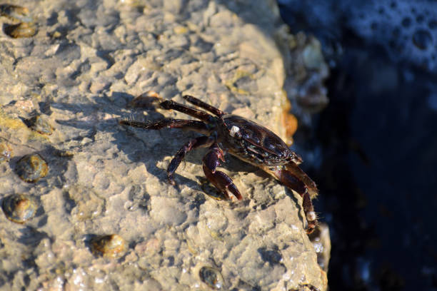 istock Shore crabs (Pachygrapsus marmoratus) on the sea rocks 1035184756