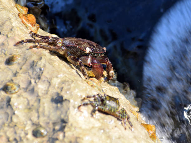 istock Shore crabs (Pachygrapsus marmoratus) on the sea rocks 1035184822
