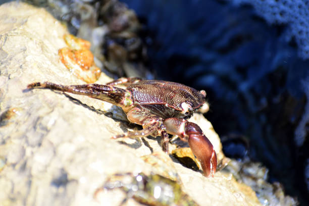 istock Shore crabs (Pachygrapsus marmoratus) on the sea rocks 1035184958