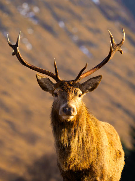Stag in Glen Etive A red deer stag in Glen Etive, near Glencoe in the Scottish Highlands. glen etive photos stock pictures, royalty-free photos & images