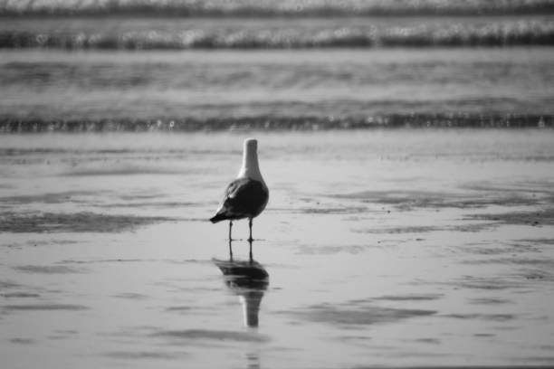 istock Birds of Seaside 1035201806