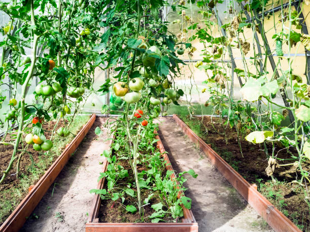istock tomatos and cucumbers in greenhouse 1035202346