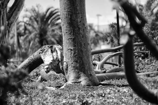 istock Trees Damaged by Hurricane in Miami Florida 1035207880