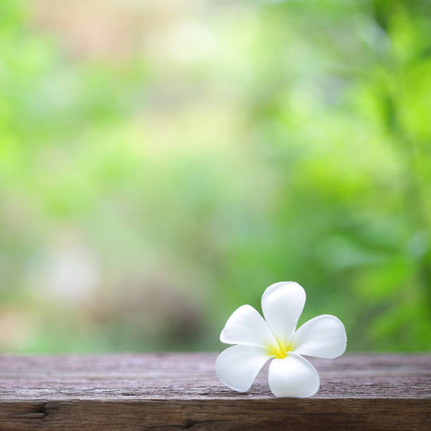 istock frangipani flower on wooden table 1035208000