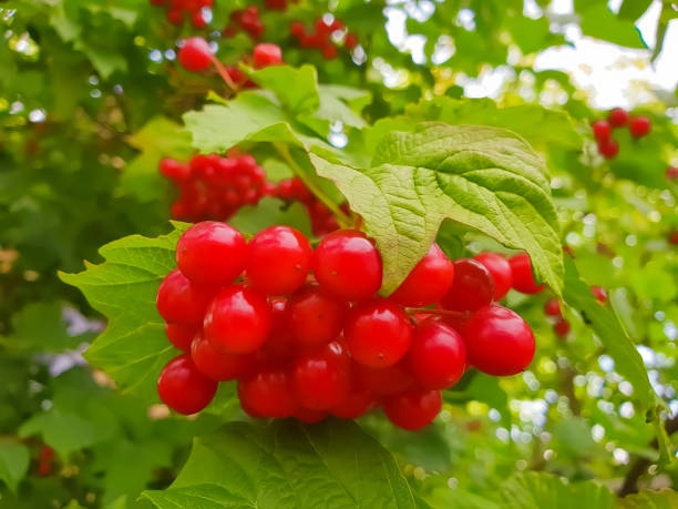 istock branch of a viburnum on a branch 1035208362