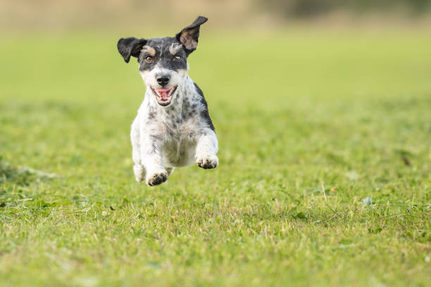 istock dog running across the meadow - Jack Russell Terrier 1035210712