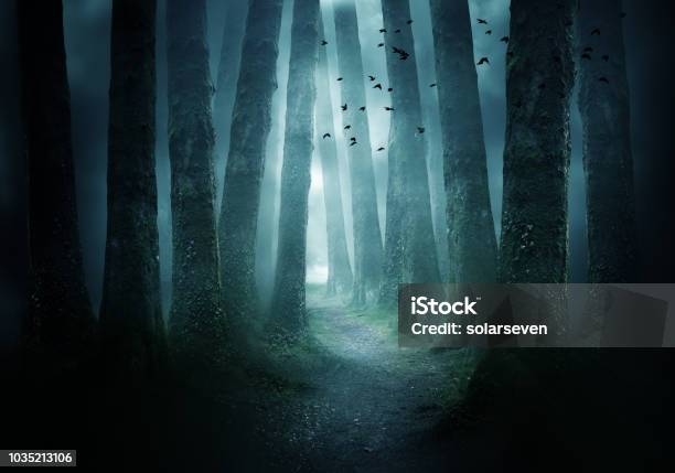 Camino Por Un Bosque Oscuro Foto de stock y más banco de imágenes de Bosque - Bosque, Embrujado, Oscuro