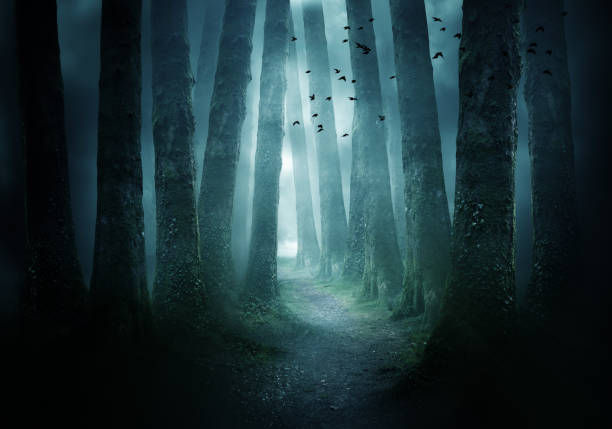 Pathway Through A Dark Forest A pathway between trees leading into a dark and misty forest. Photo Composite. horror stock pictures, royalty-free photos & images
