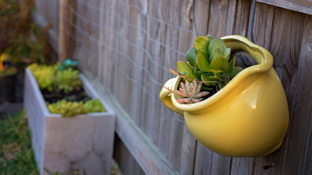 istock Yellow Pot Plant On A Wall 1035213620