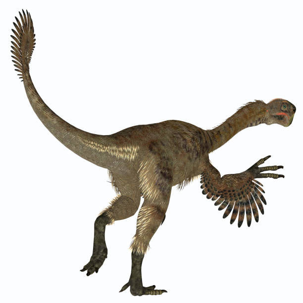 istock Citipati Female Dinosaur Tail 1035219056