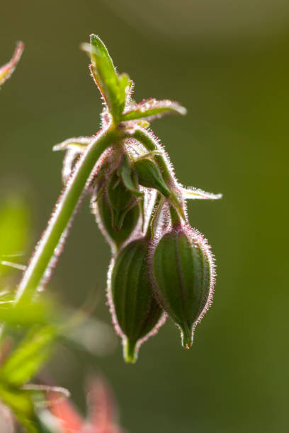 Buds of a geranium pratense (meadow cranesbill, meadow geranium)
