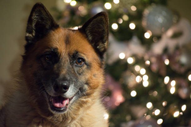 The mix breed german shepherd and the fat beagle take turns having their portraits taken during christmas.