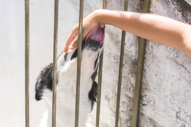istock Woman stroking her dog 1035221782