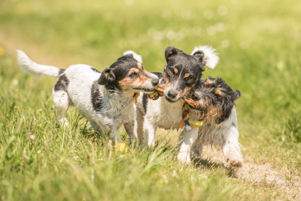 istock three dogs play and run in across a meadow. Jack Russell Terrier 1035222238