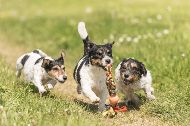 three dogs play and run in across a meadow. Jack Russell Terrier three dogs play and run in across a meadow. Jack Russell Terrier dog group of animals three animals happiness stock pictures, royalty-free photos & images