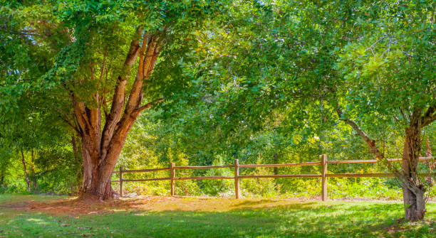 scène rurale sur summer journée ensoleillée - barrière en bois et chêne au milieu d’une forêt luxuriante et feuillage - vibrant color rural scene outdoors tree photos et images de collection