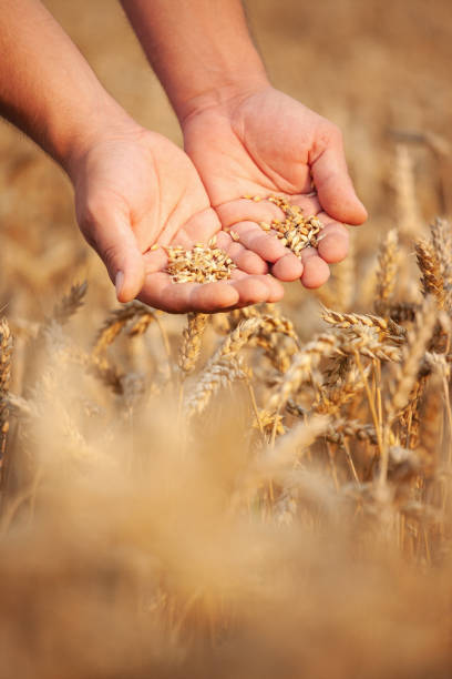 Wheat fields harvesting. Shallow DOF. Developed from RAW; retouched with special care and attention; Small amount of grain added for best final impression. 16 bit Adobe RGB color profile.