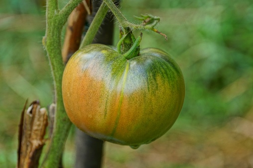 one big red green tomato on a bush branch in the garden