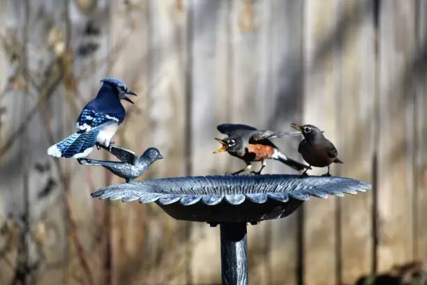 Two Robins and One Bluejay in the Birdbath in January.  The Robin is trying to keep it's territory and chirping at the Bluejay to go away.