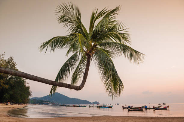 paisaje tropical con palmeras en sairee beach koh tao tailandia - thailand beach koh tao nautical vessel fotografías e imágenes de stock