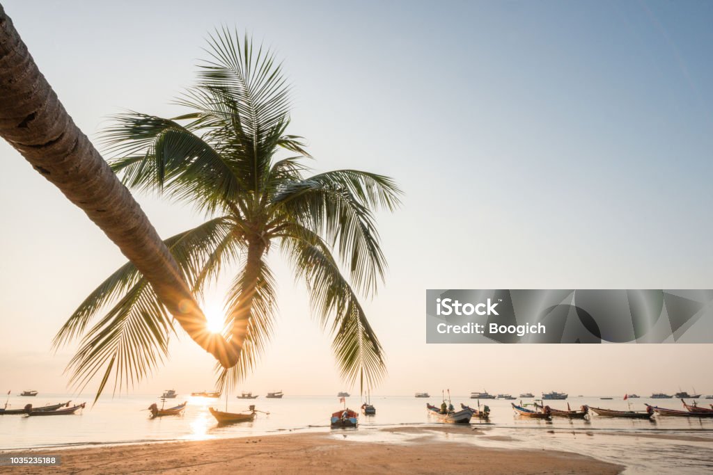 Tropical Landscape with Palm Tree at Sairee Beach Koh Tao Thailand In Koh Tao, Thailand on Sairee Beach a sideways growing palm tree is backlit by the sunset. Longtail boats in silhouette can be seen in the background. Koh Tao - Thailand Stock Photo
