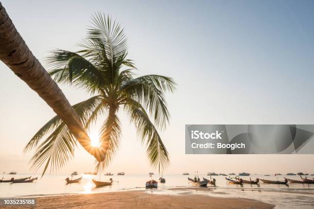 Tropical Landscape With Palm Tree At Sairee Beach Koh Tao Thailand Stock Photo - Download Image Now
