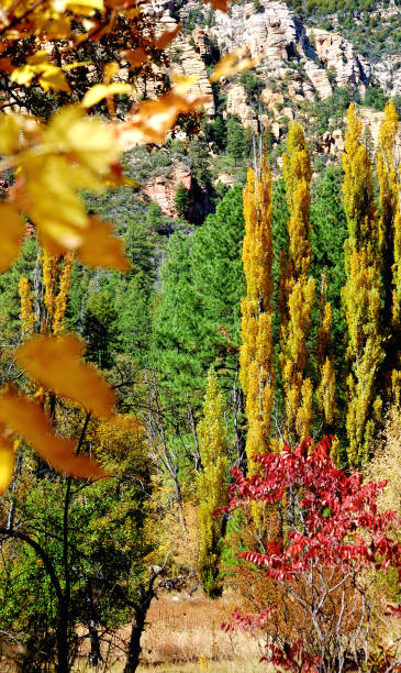 istock Oak Creek Canyon 1035237860
